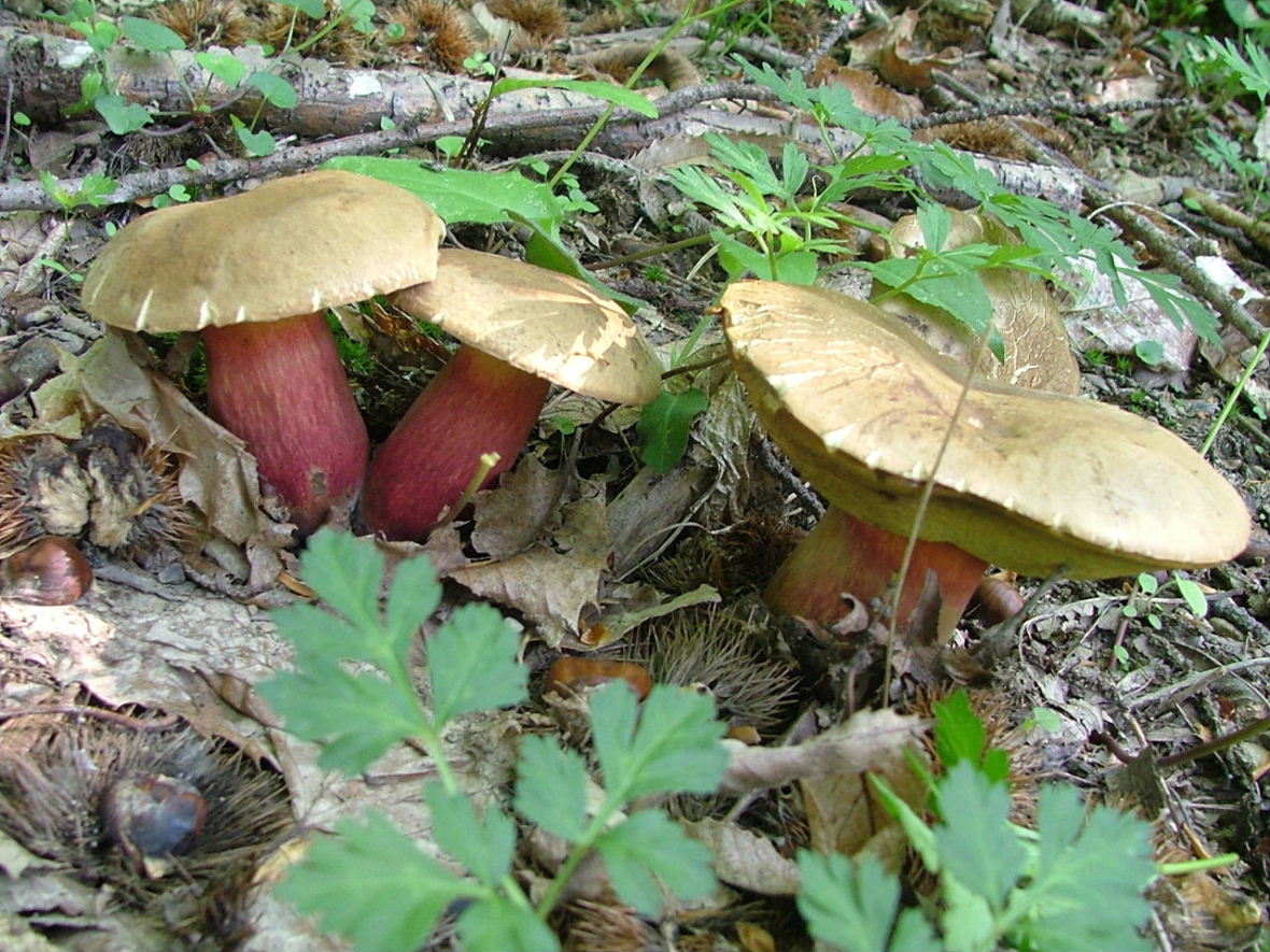 Boletus da determinare -5